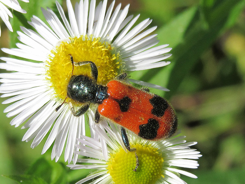 Cleridae - Trichodes apiarius? Sì.